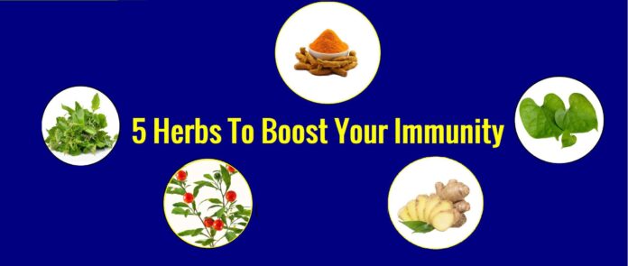 5 herbs for immunity